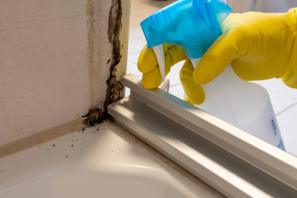 Best Attic Mold Removal  in , AK