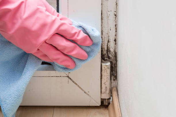 Best Certified Mold Removal  in , AK