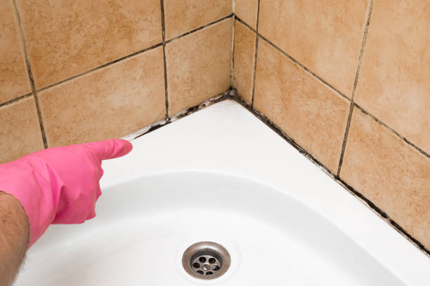 Best Professional Mold Removal  in , AK